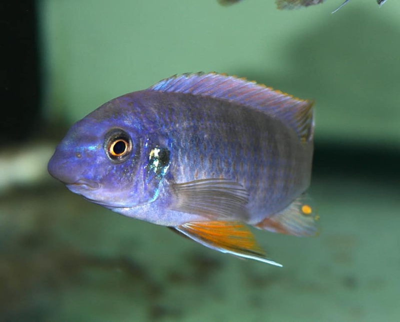 Labeotropheus fuelleborni 'Chiwi Rocks'